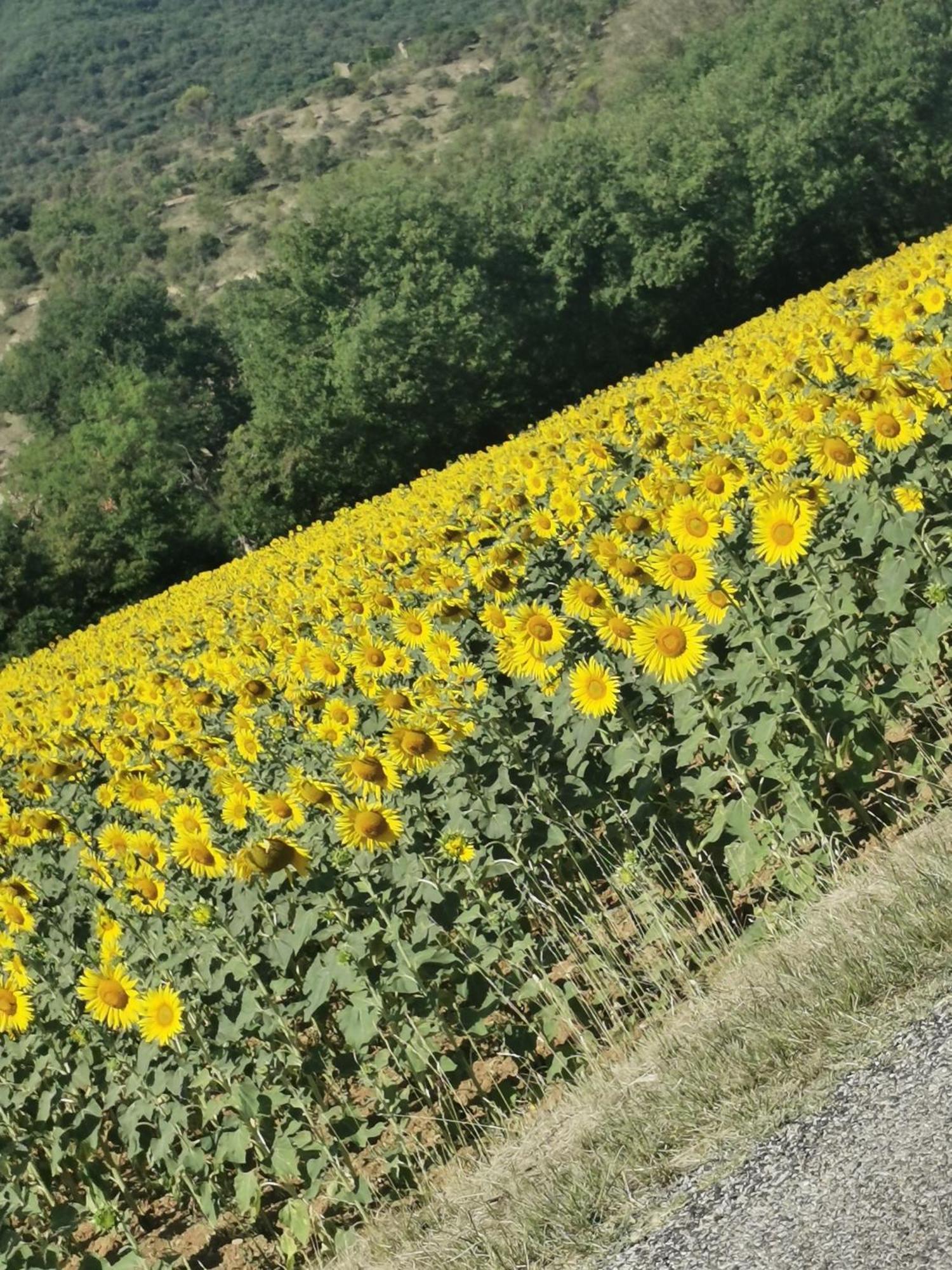 Mes Maisons Gardoises, Two Gites Sleeping 13 With Two Private Pools, Kids Room, Laundry, Disco, Free Wifi, Linen And Dog'S Are Welcome Gagnières Eksteriør billede